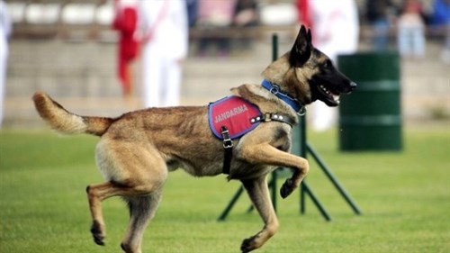 Jandarma Köpek Timleri